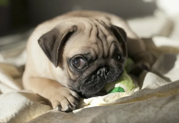 Pug puppy playing in the sunshine