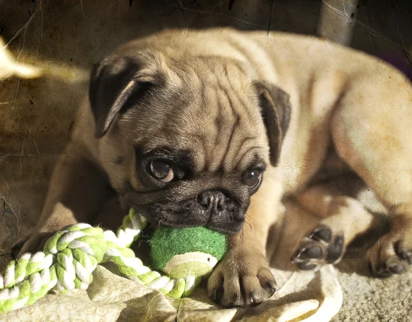 Pug puppy playing in the sunshine — Stock Photo, Image