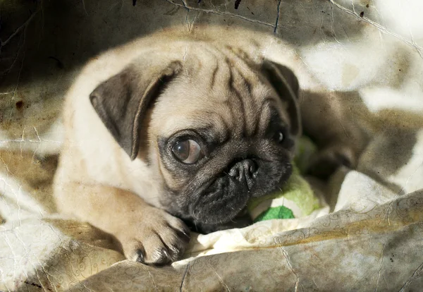Pug puppy playing in the sunshine — Stock Photo, Image
