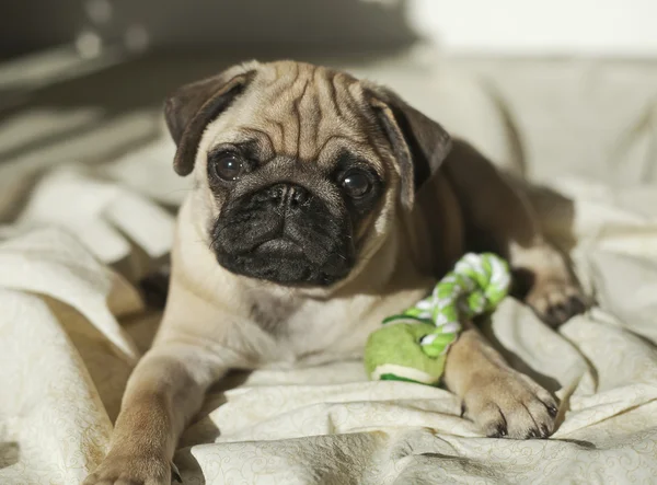 Pug puppy playing in the sunshine — Stock Photo, Image