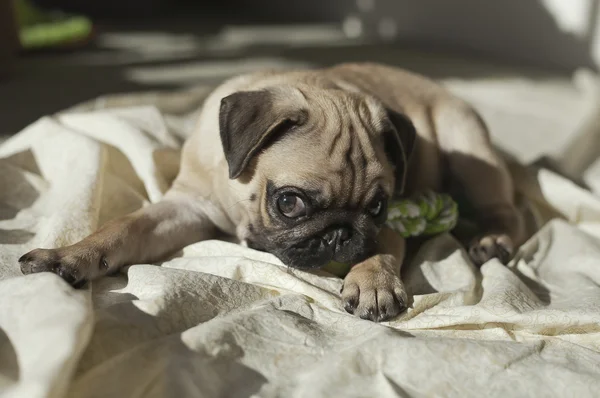 Mops štěně hraje v slunci — Stock fotografie