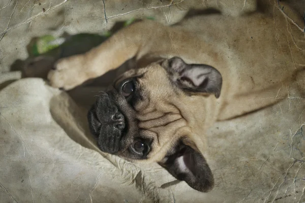 Pug puppy playing in the sunshine — Stock Photo, Image