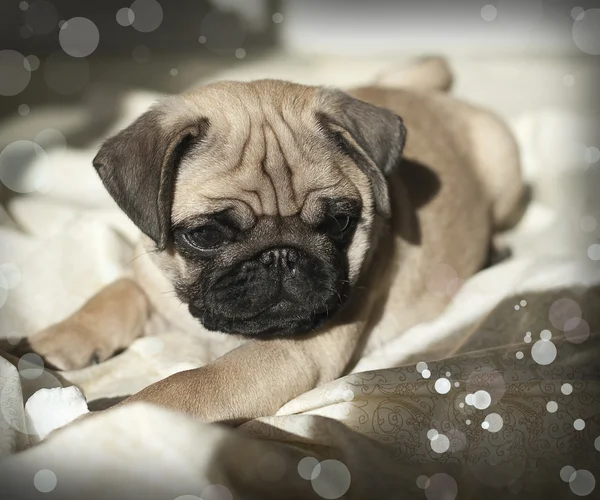 Pug puppy playing in the sunshine