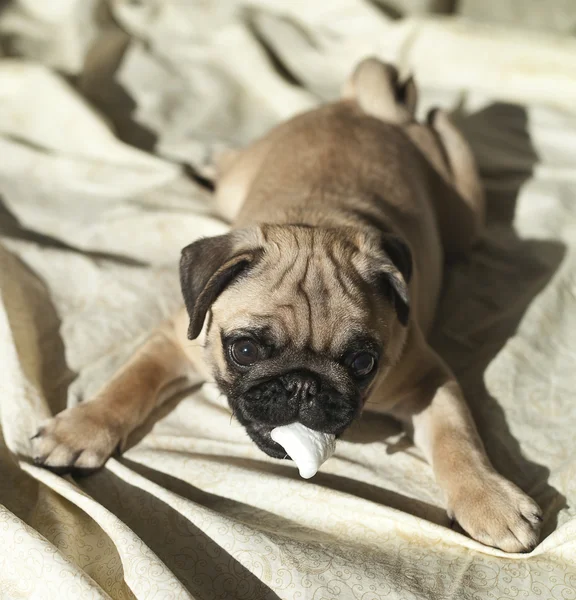 Pug puppy playing in the sunshine — Stock Photo, Image