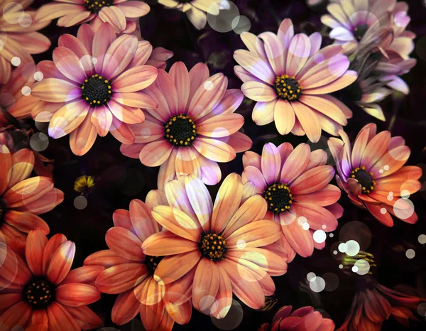 Pembe çiçek arkaplanı — Stok fotoğraf