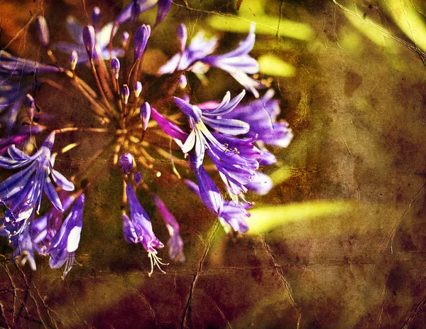 Синий цветок — стоковое фото