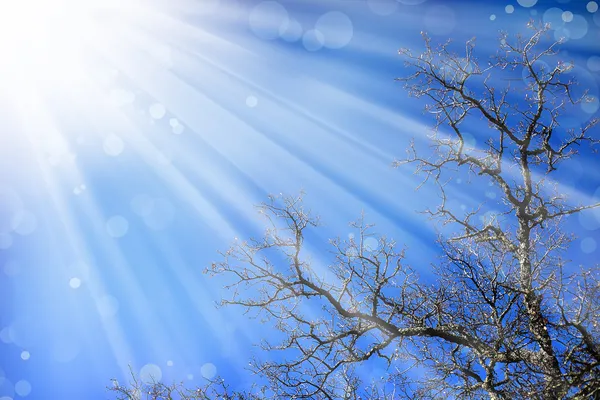 Våren landskap med ljusa blå himmel, ek träd utan löv — Stockfoto