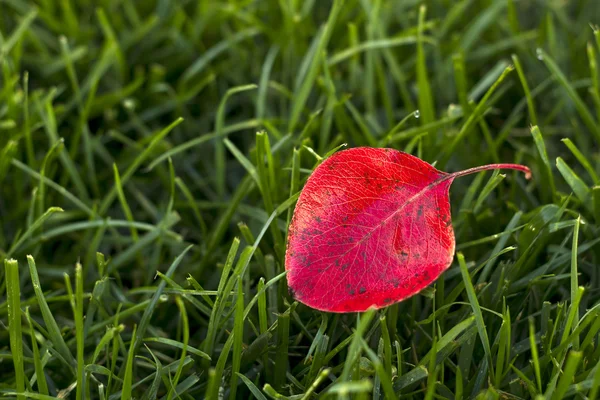 Bright red leave — Stock Image Bright red leave Stock Photo