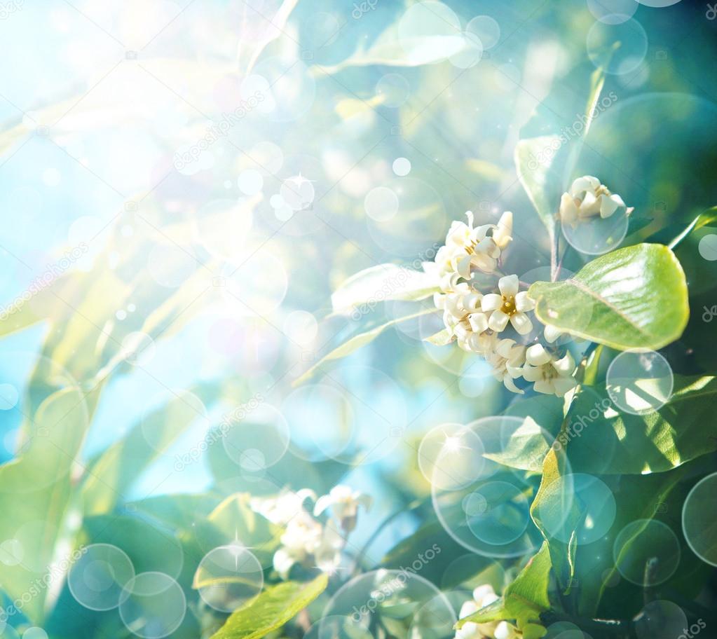 Little white flowers