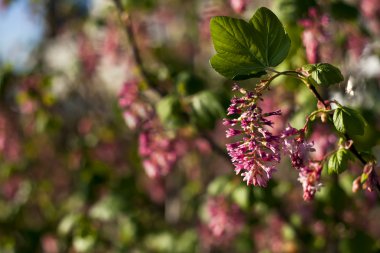 Küçük kırmızı çiçekler
