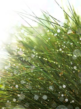 su damlaları ve güneşli çimen