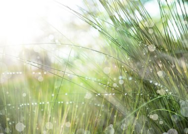 su damlaları ve güneşli çimen