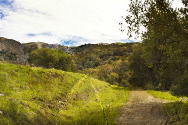 ağaçların taze yeşil yapraklar, Bahar yatay