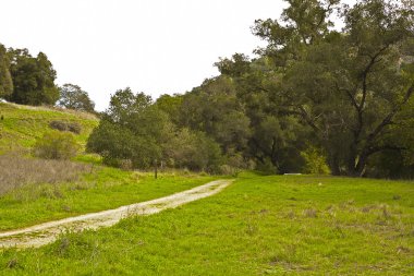 ağaçların taze yeşil yapraklar, Bahar yatay