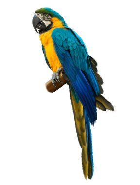 Colorful blue parrot macaw clipart