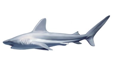 Beyaz Köpekbalığı