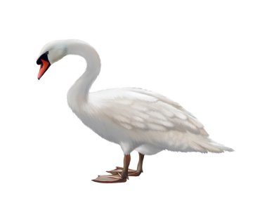 Beyaz Kuğu