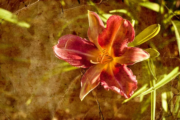 Lilienblüte — Stockfoto