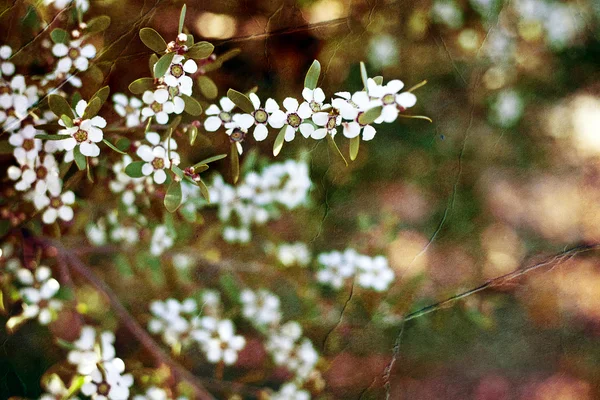 Kleine witte bloemen — Stockfoto