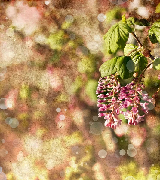 Kleine rote Blüten — Stockfoto
