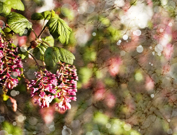 Little red flowers — Stock Photo, Image