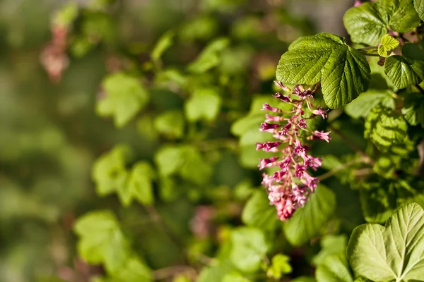 Piccoli fiori rossi — Foto Stock