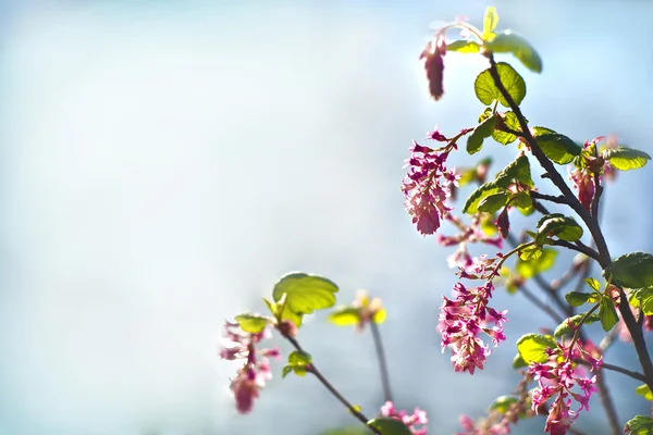 Little red flowers — Stock Photo, Image