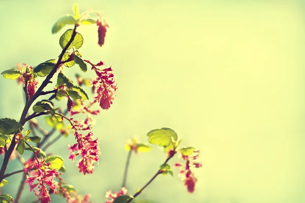 Kleine rode bloemen — Stockfoto