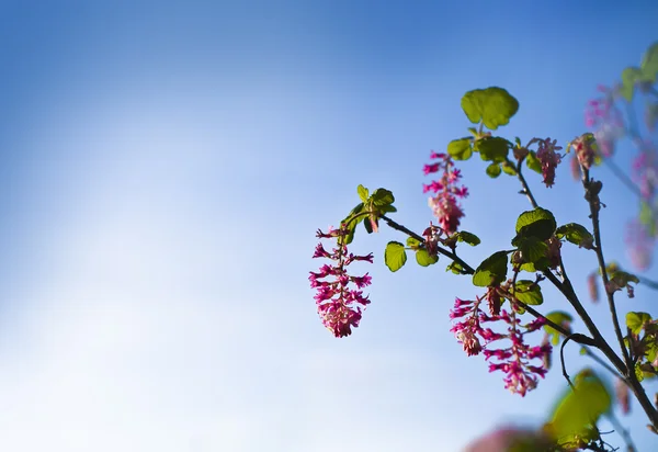 小红花 — 图库照片