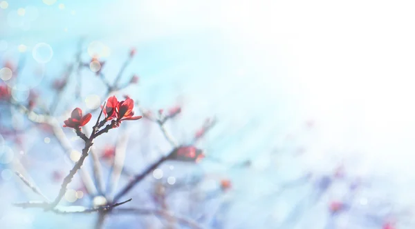 Belles fleurs blanches — Photo