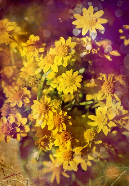 春天的背景，开着美丽的黄色花朵 — 图库照片