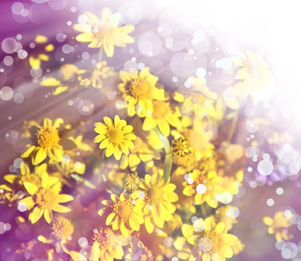Spring background with beautiful yellow flowers — Stock Photo, Image