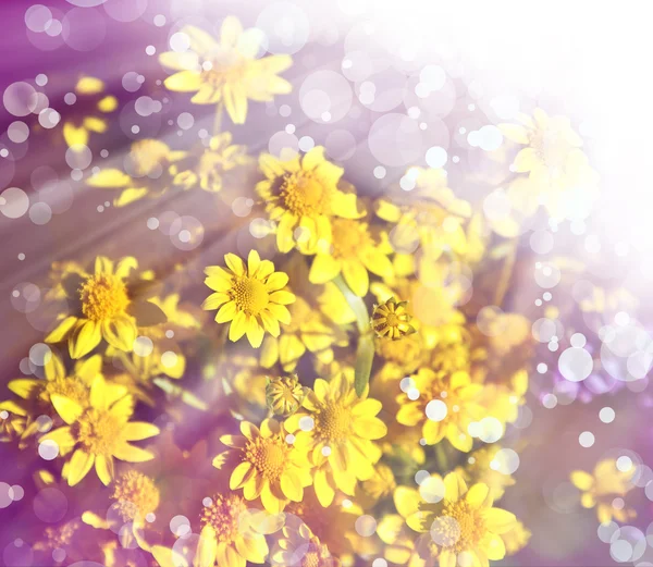 Voorjaar achtergrond met mooie gele bloemen — Stockfoto