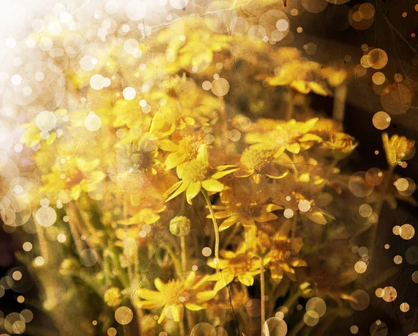 아름다운 노란 꽃이 피는 봄의 배경 — 스톡 사진