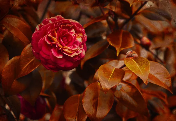 Rote Kamelienblüte — Stockfoto