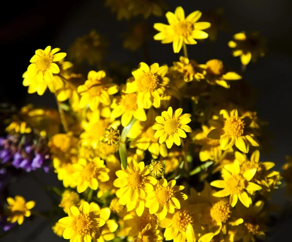 Fond printanier avec de belles fleurs jaunes — Photo