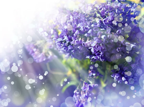 Little beautiful purple flowers — Stock Photo, Image