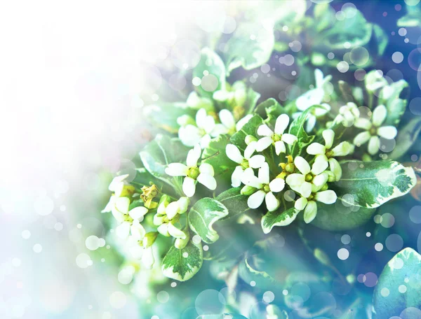 Kleine weiße Blüten — Stockfoto