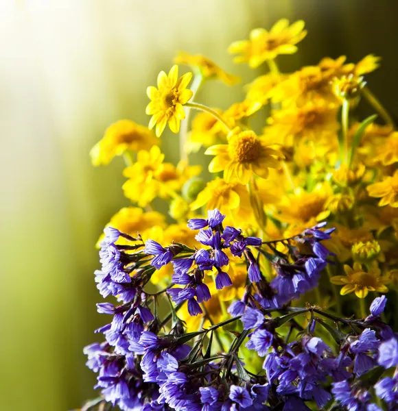 Spring background with beautiful yellow flowers — Stock Photo, Image