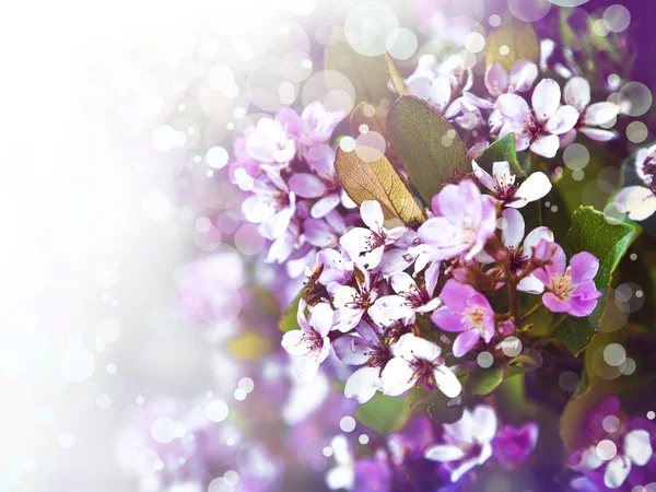 Små vita blommor — Stockfoto