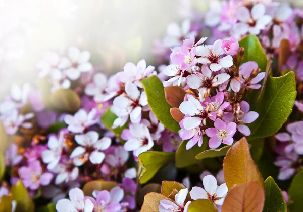 Fiori bianchi piccoli — Foto Stock