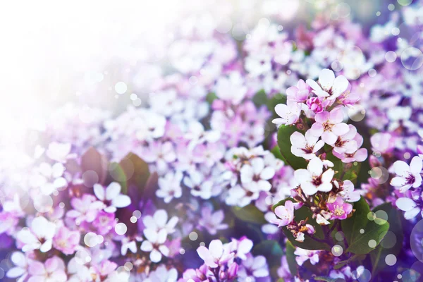 Fiori bianchi piccoli — Foto Stock