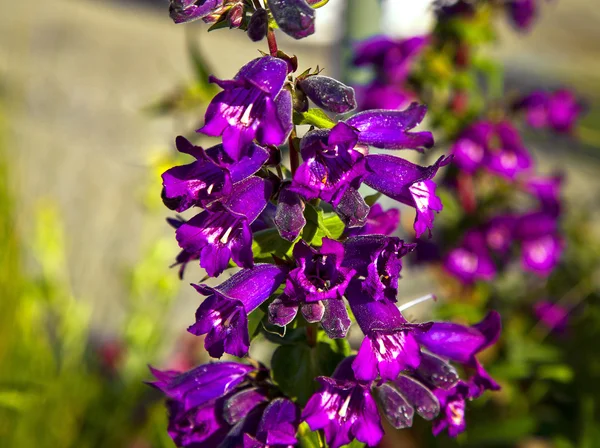 Lite lila blommor — Stockfoto