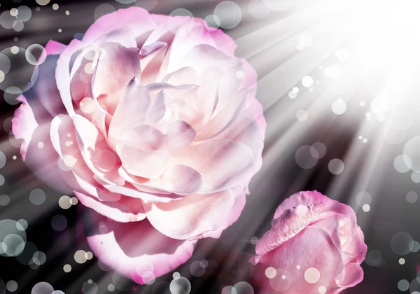 아름 다운 장미와 함께 휴일 빈티지 카드 — 스톡 사진