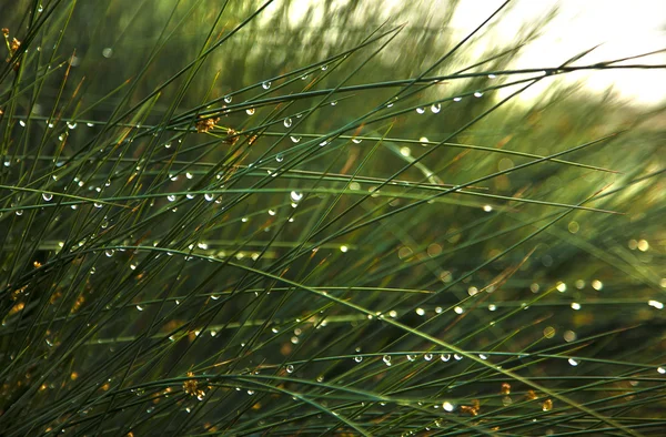 Grass with water drops and sunshine — Stock Photo, Image