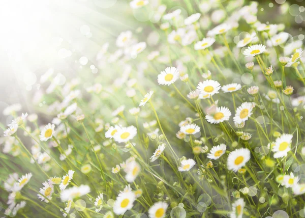 Kleine weiße Gänseblümchen — Stockfoto