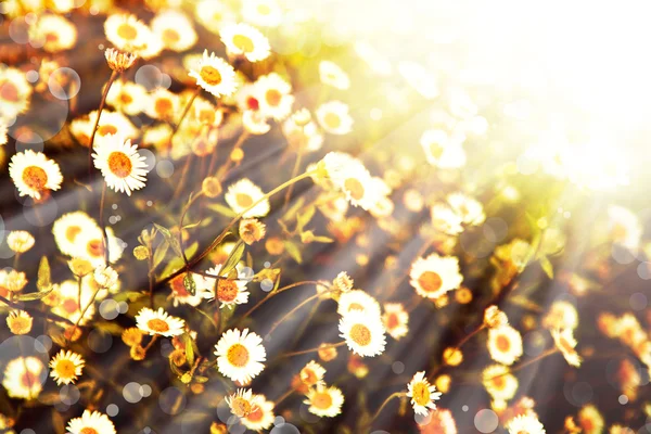 Little white daisy flowers — Stock Photo, Image