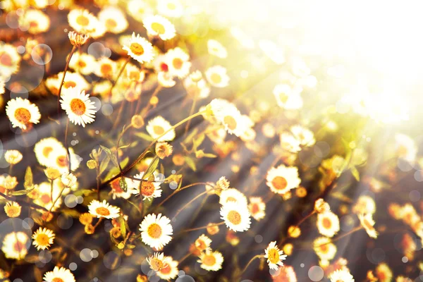 Piccoli fiori di margherita bianchi — Foto Stock