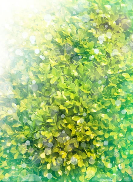 Green leaves background — Stock Photo, Image