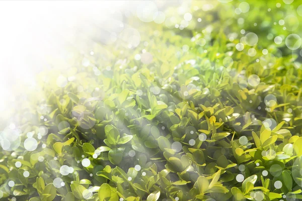 Grüne Blätter Hintergrund — Stockfoto